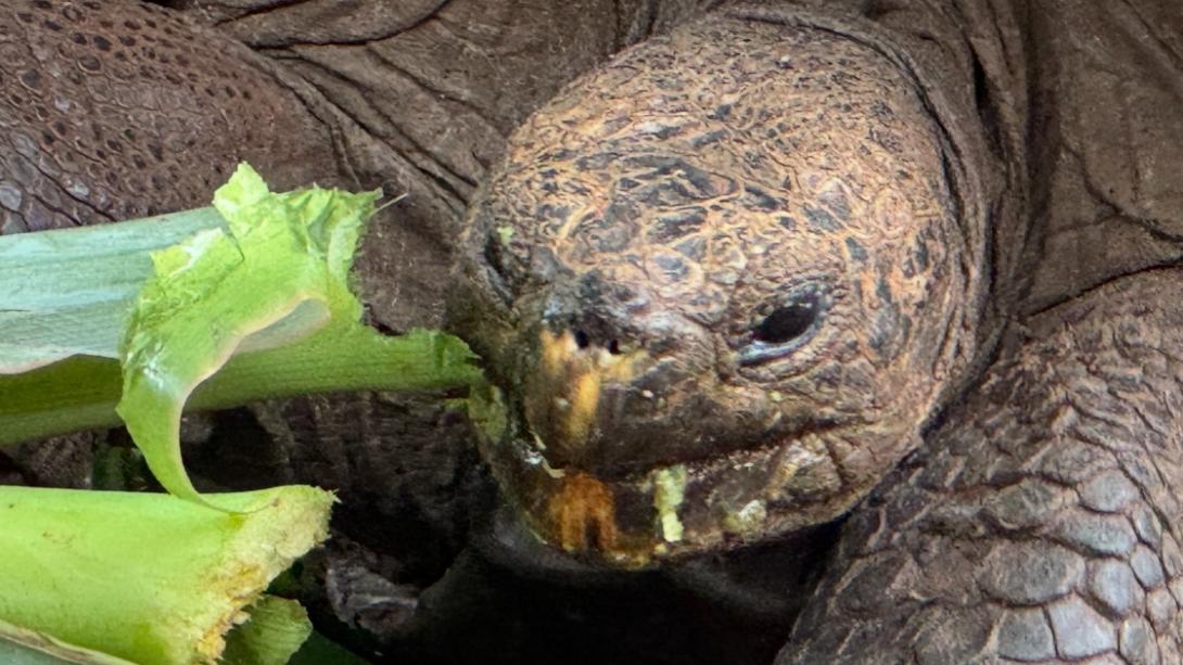 Tortue géante des Galápagos dans le parc national
